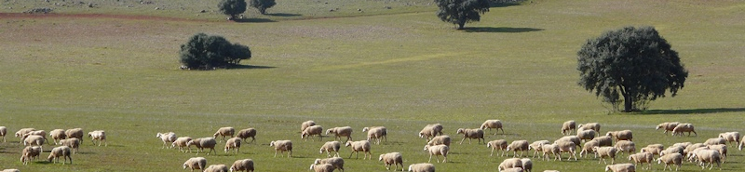 Ovino cabecera
