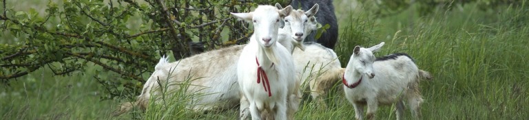 cabras2
