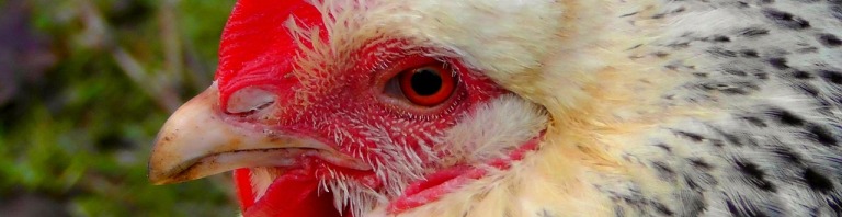gallina2
