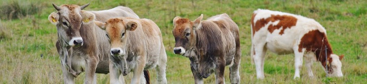 vacas3