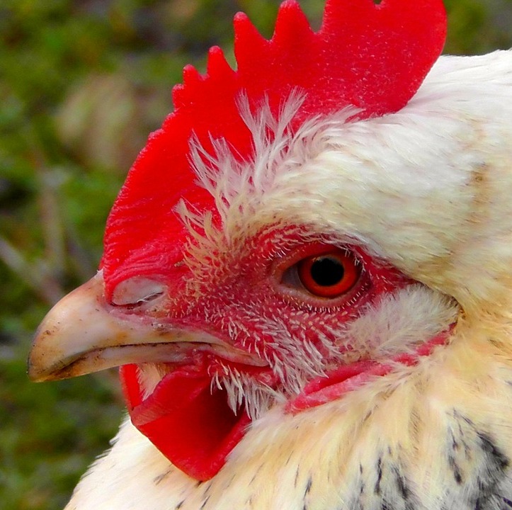 gallina