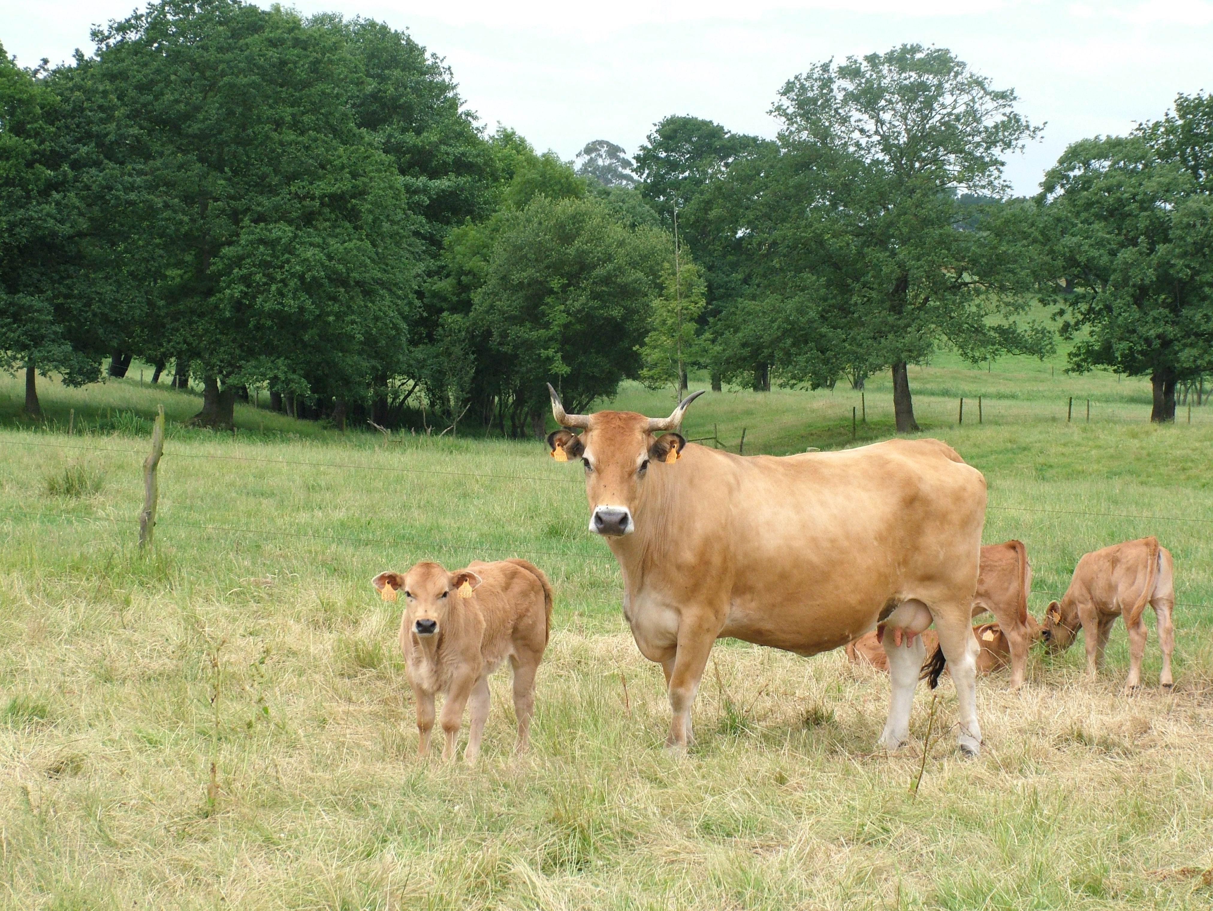 Autor: ASEAVA<br/>Año: 2004<br/>Sexo: Hembra<br/>Comentarios: Las vacas de la raza Asturiana de los Valles son muy dóciles y crían terneros muy carniceros.
