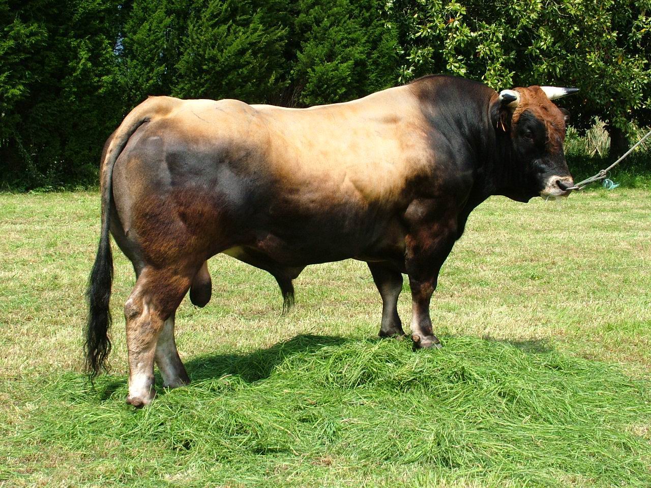 Autor: ASEAVA<br/>Año: 2004<br/>Sexo: Macho<br/>Comentario: Los toros de la raza Asturiana de los Valles se utilizan para aportar muscularidad a la descendencia y aumentar la calidad sensorial de la carne.