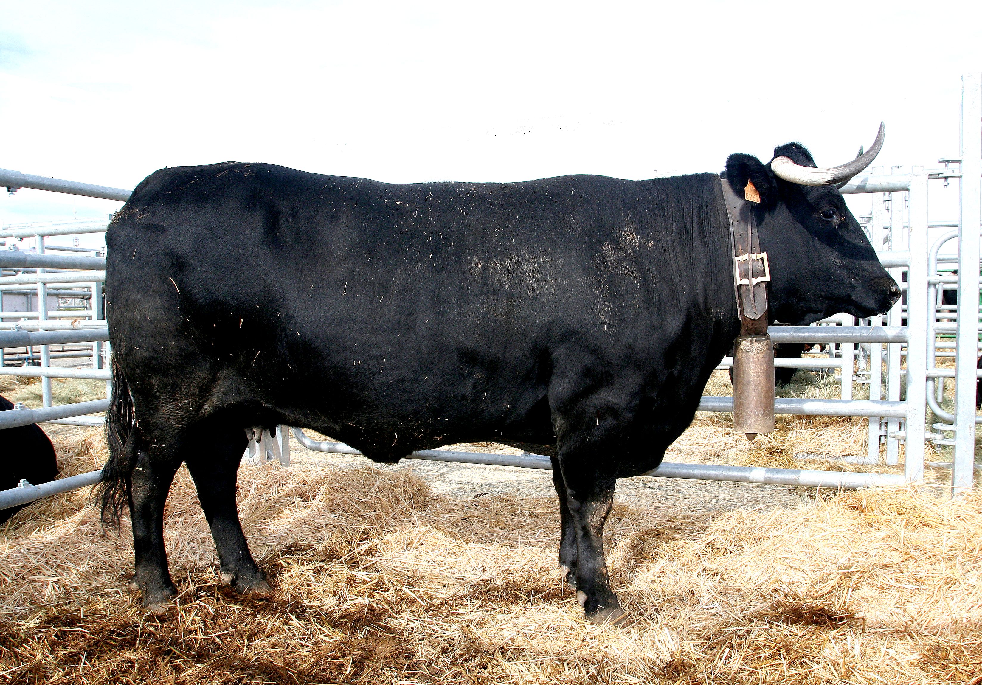 Autor: ASOCIACION ESPAÑOLA DE CRIADORES DE GANADO VACUNO SELECTO DE RAZA AVILEÑA-NEGRA IBERICA (AECRANI).<br/>Año: 2013.<br/>Sexo: Hembra. 