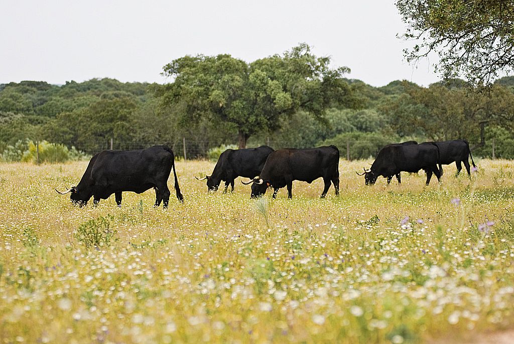 Autor: ASOCIACION ESPAÑOLA DE CRIADORES DE GANADO VACUNO SELECTO DE RAZA AVILEÑA-NEGRA IBERICA (AECRANI).<br/>Año: 2013.<br/>Rebaño en su medio natural.