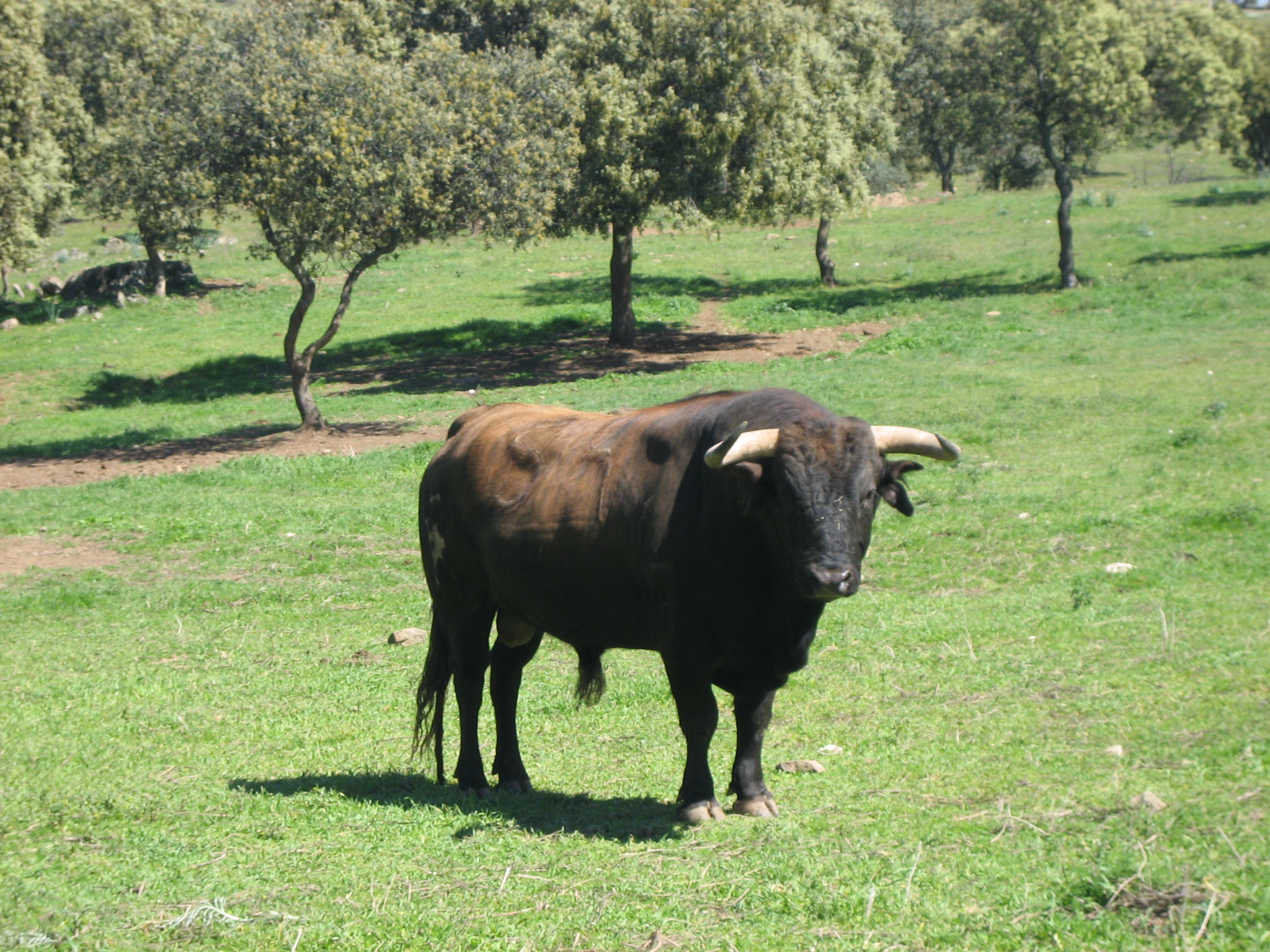Autor: Julio Fernández Sanz <br/>Año: 2008 <br/>Sexo: Macho <br/>Comentario: Toro cuatreño para corrida de toros, Ganadería "Román Sorando Herranz", finca "Navalentisco", Villanueva de la Reina (Jaén) (sierra de Andújar).