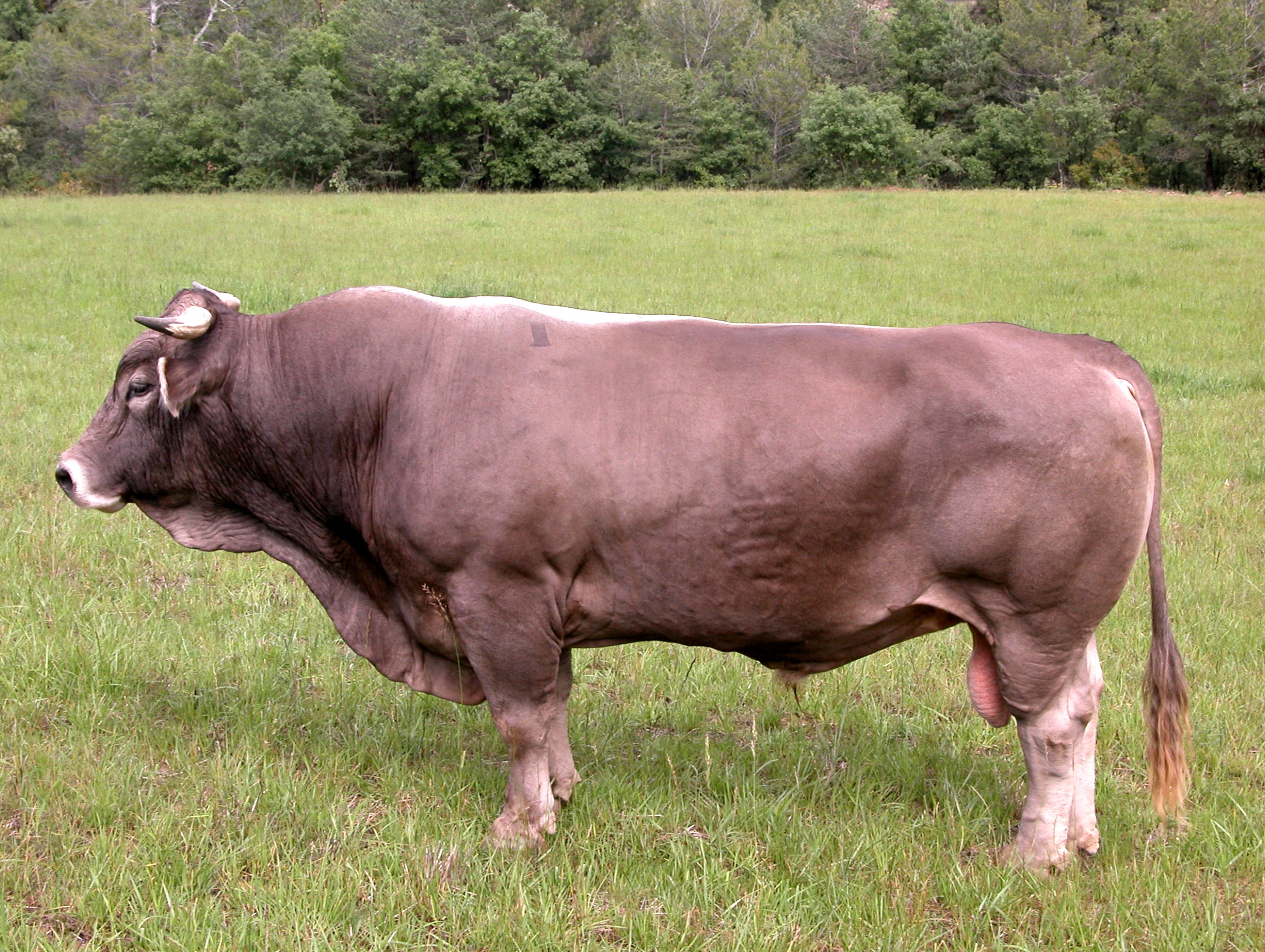 Autor: ASOCIACIÓN DE CRIADORES DE RAZA BOVINA PARDA DE MONTAÑA (ARAPARDA).<br/>Sexo: Macho.