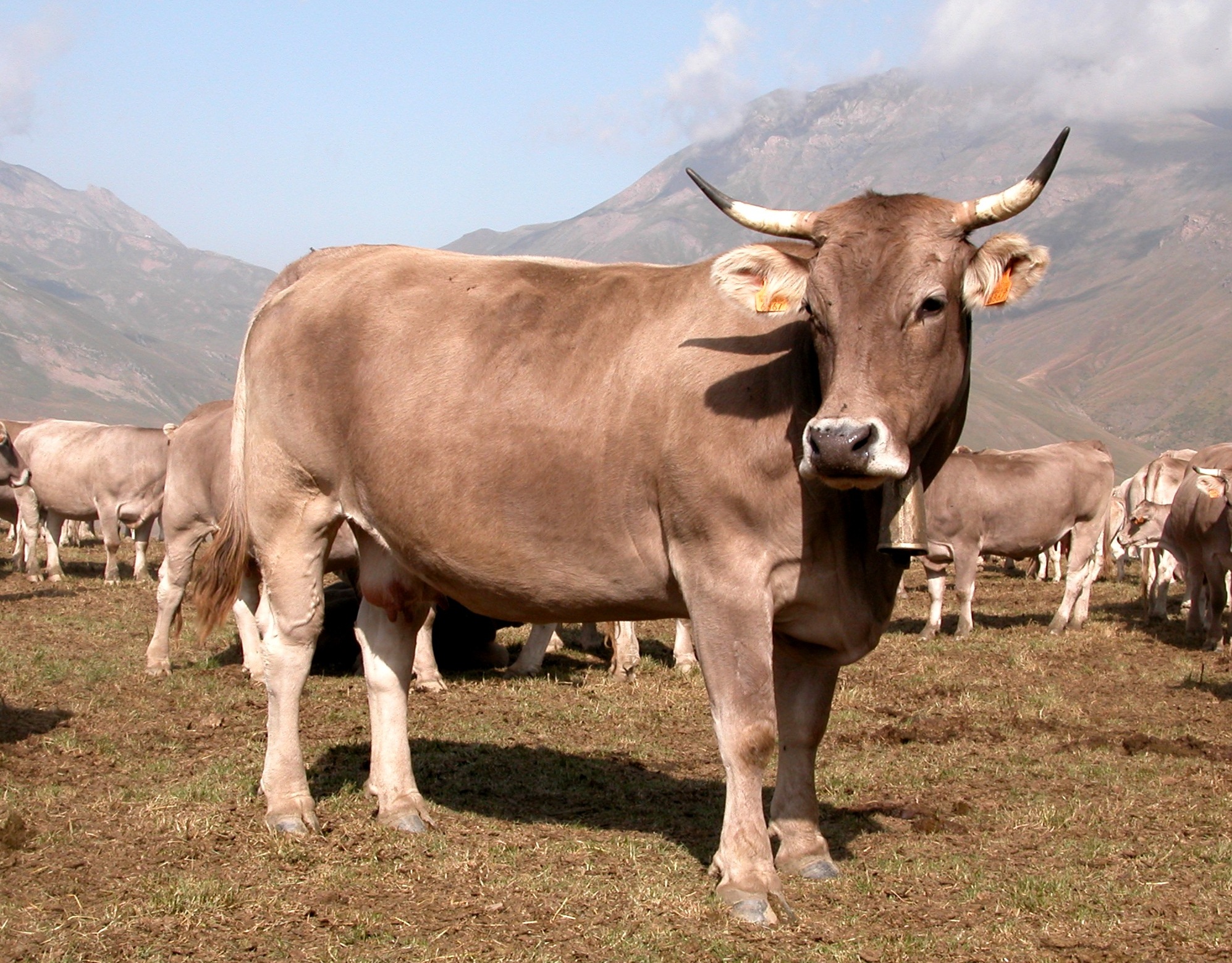 Autor: ASOCIACIÓN DE CRIADORES DE RAZA BOVINA PARDA DE MONTAÑA (ARAPARDA).<br/>Sexo: Hembra.