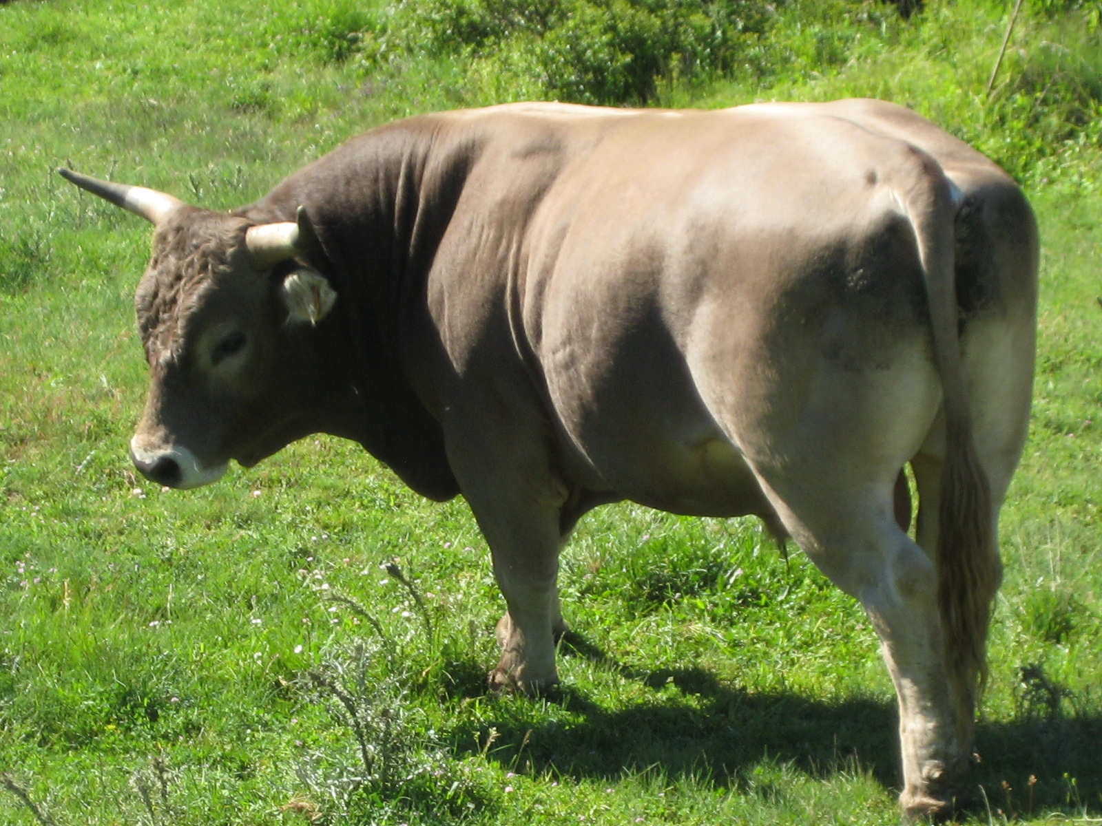 Autor: Federación Española de raza Rarda de Montaña.<br/>Año: 2013.<br/>Sexo: Macho.