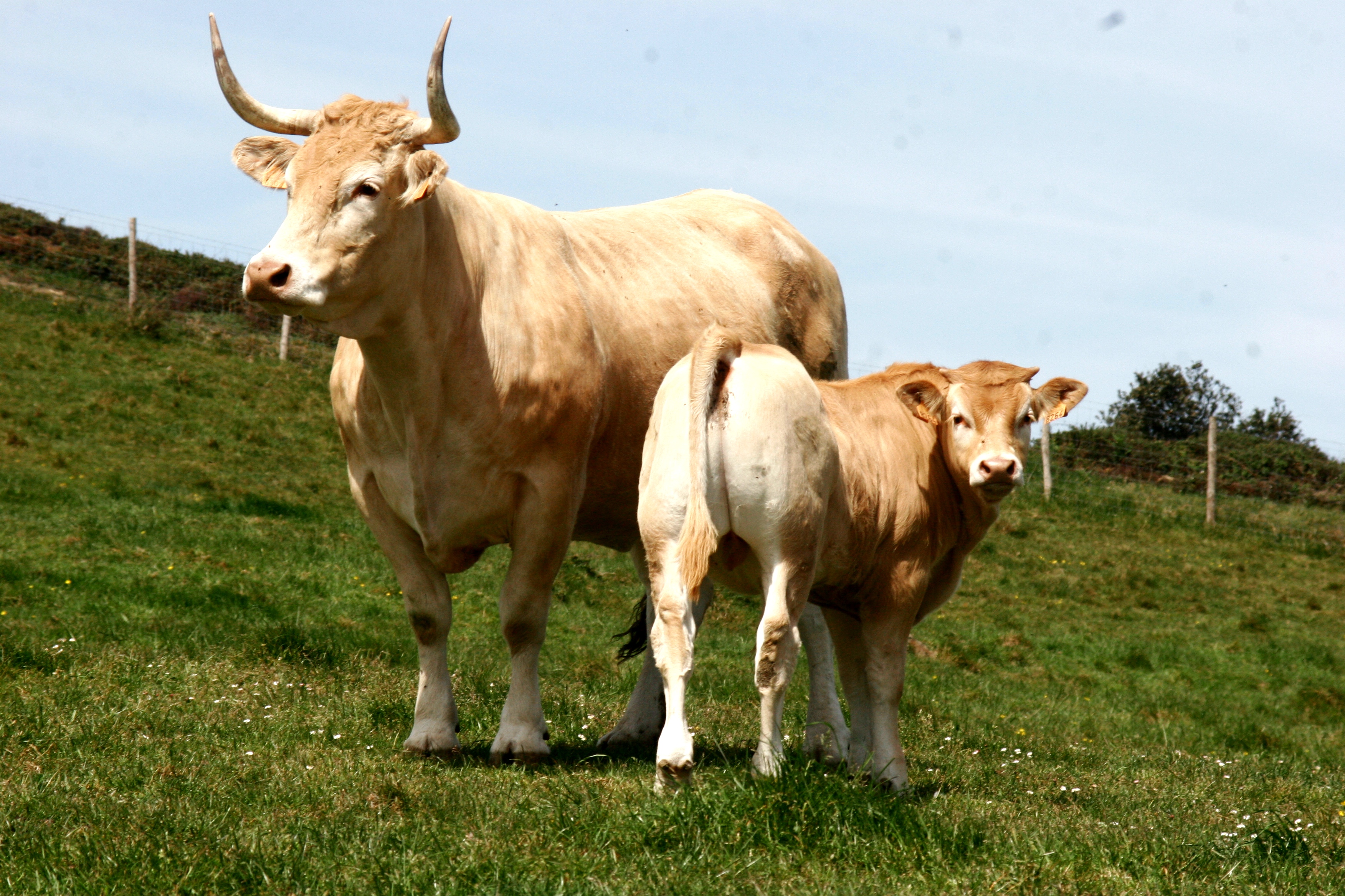 Autores : Patxi Aranguren e Isidoro Elorz.<br/>Sexo: Hembra.<br/>Comentarios: Vaca con cría en pradera en la finca de Gorliz, al lado del mar Cantábrico, propiedad de la Diputación Foral de Vizcaya.<br/>Imagen facilitada por la Confederación de Asociaciones de Criadores de Ganado Selecto de raza Pirenaica (CONASPI).