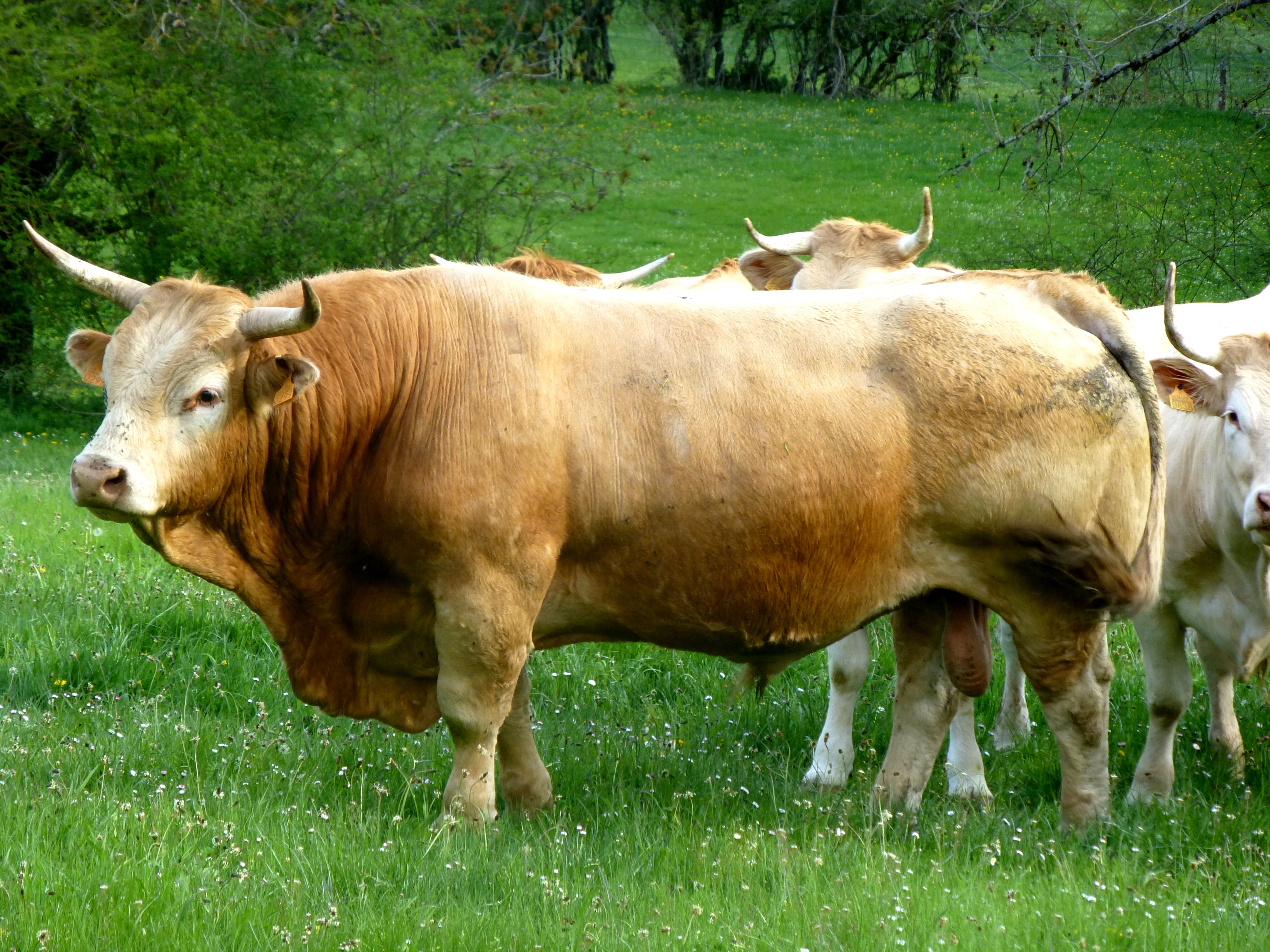 Autores : Patxi Aranguren e Isidoro Elorz.<br/>Año: 2013.<br/>Sexo: Macho.<br/>Comentarios: Toro de monta Natural propiedad de D. Carlos Oroz de Villanueva de Arce (Navarra).<br/>Imagen facilitada por la Confederación de Asociaciones de Criadores de Ganado Selecto de raza Pirenaica (CONASPI).