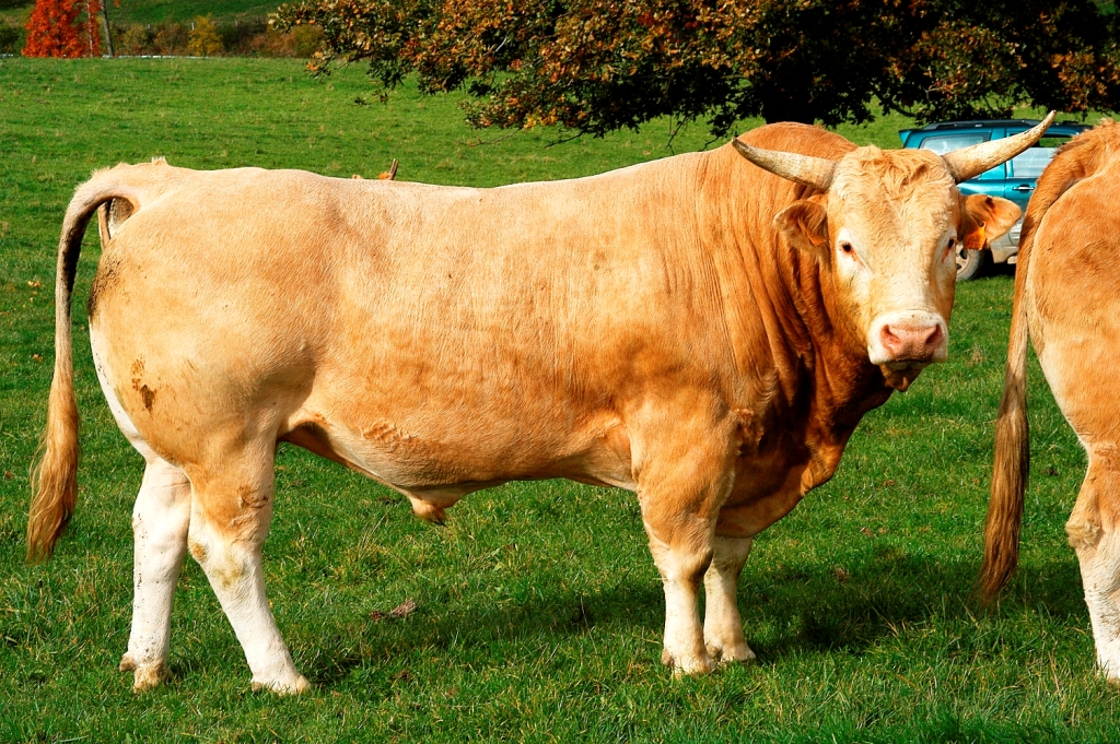 Imagen de Pirenaica (macho), fuente MAGRAMA