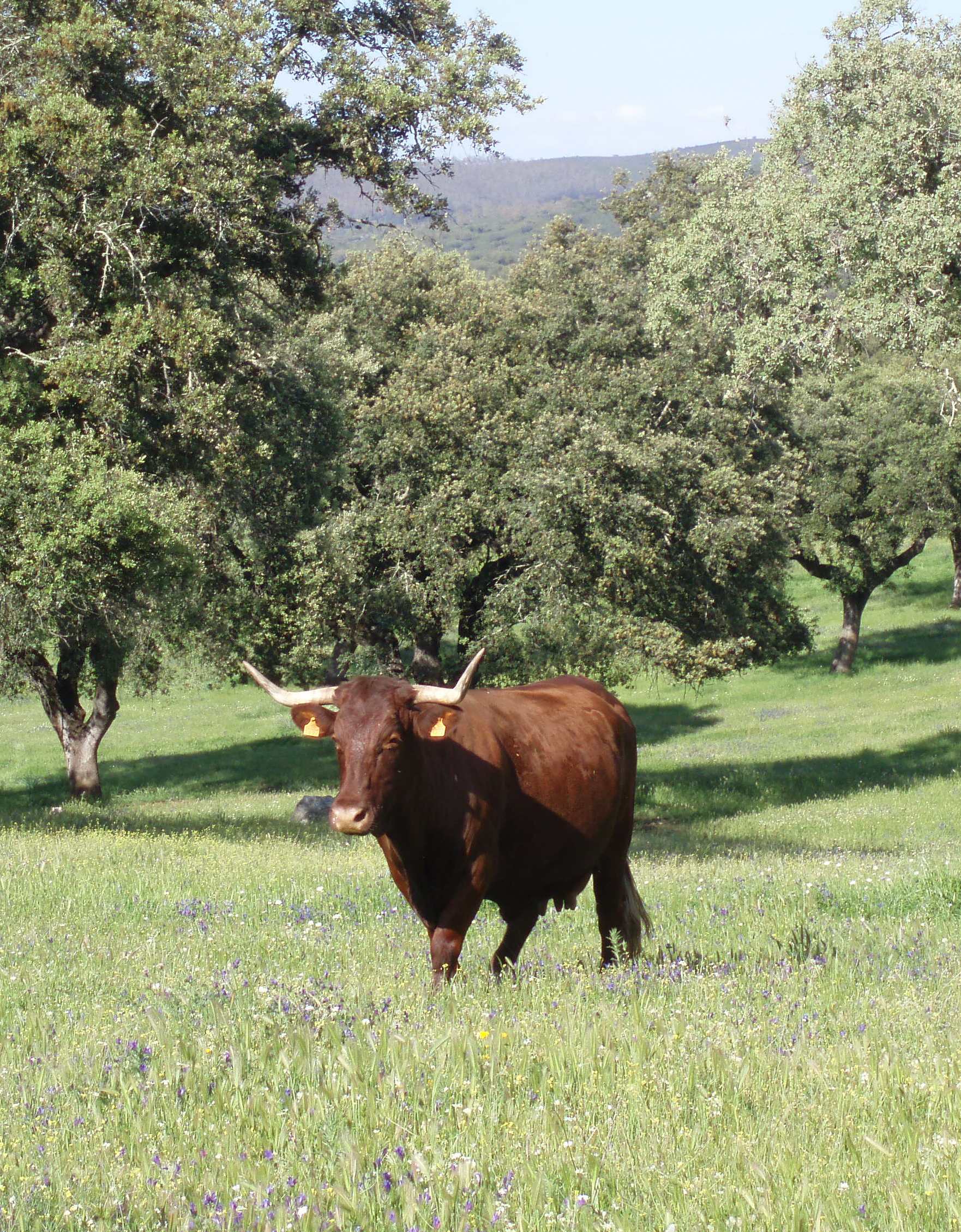 imagen Retinta (hembra), fuente MAGRAMA.
