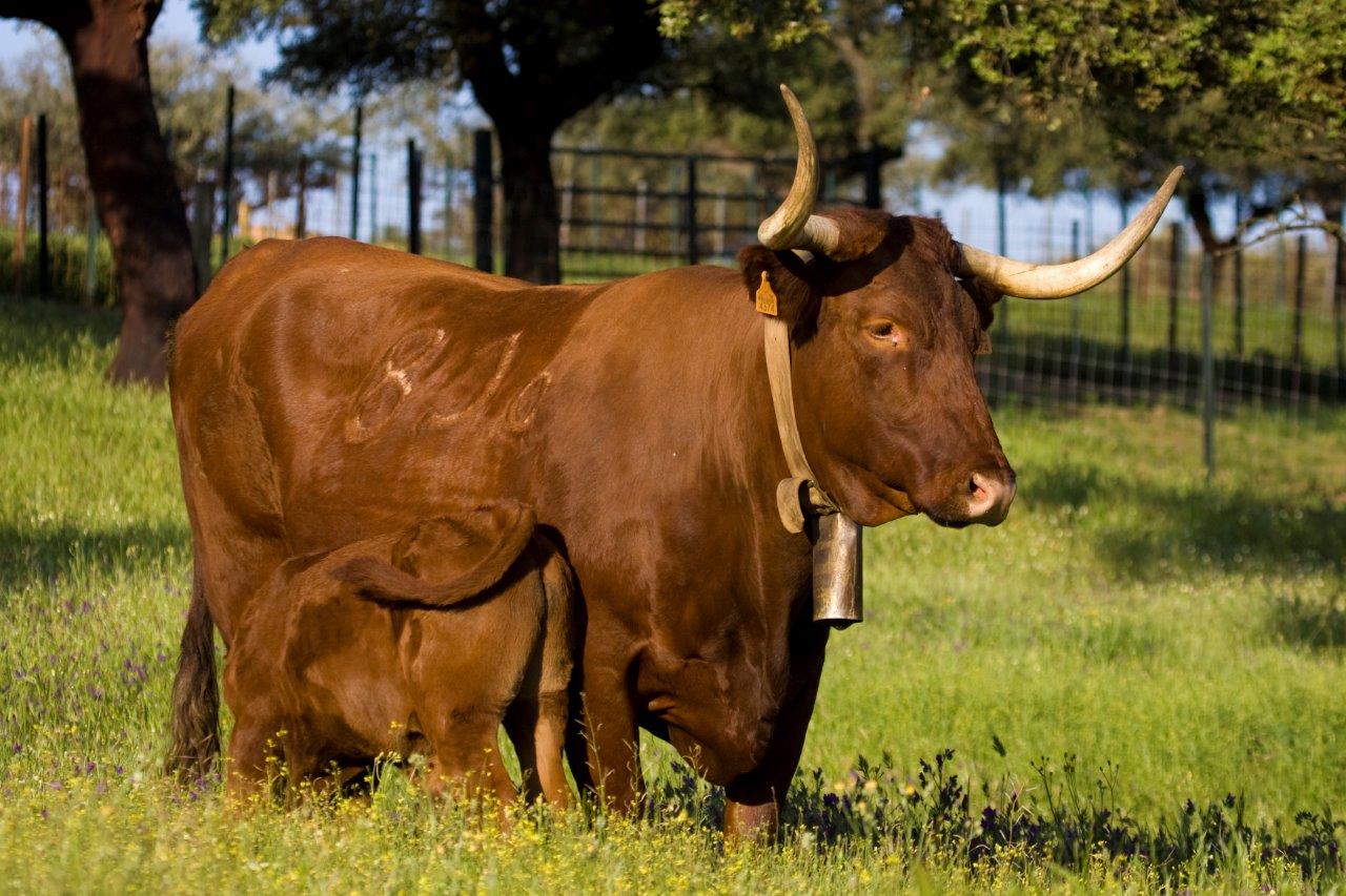 Autor: Fernando Ortega.<br/>Año: 2008.<br/>Sexo: Hembra con cría.<br/>Imagen facilitada por la ASOCIACIÓN NACIONAL DE CRIADORES DE GANADO VACUNO SELECTO RETINTO (ACRE).