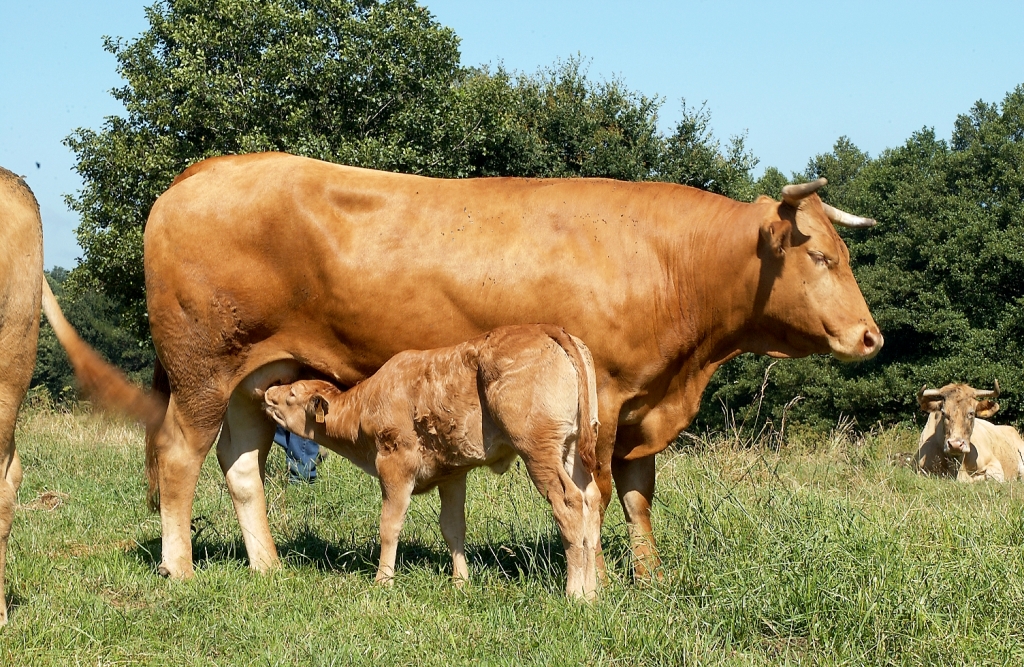 Imagen de Rubia Gallega (hembra con cría), fuente MAGRAMA
