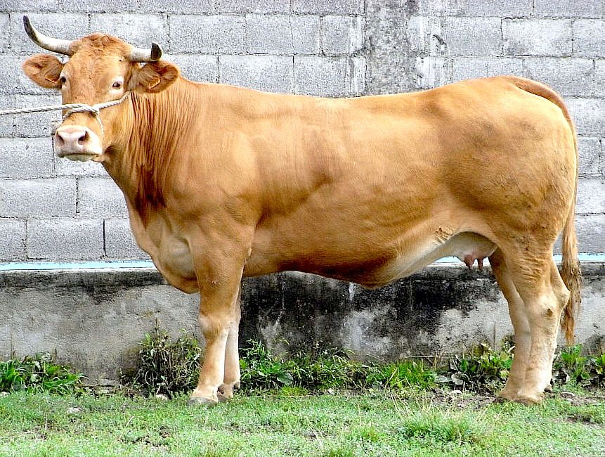 Imagen facilitada por la ASOCIACIÓN NACIONAL DE CRIADORES DE GANADO VACUNO SELECTO DE RAZA RUBIA GALLEGA (ACRUGA).<br/>Sexo: Hembra.
