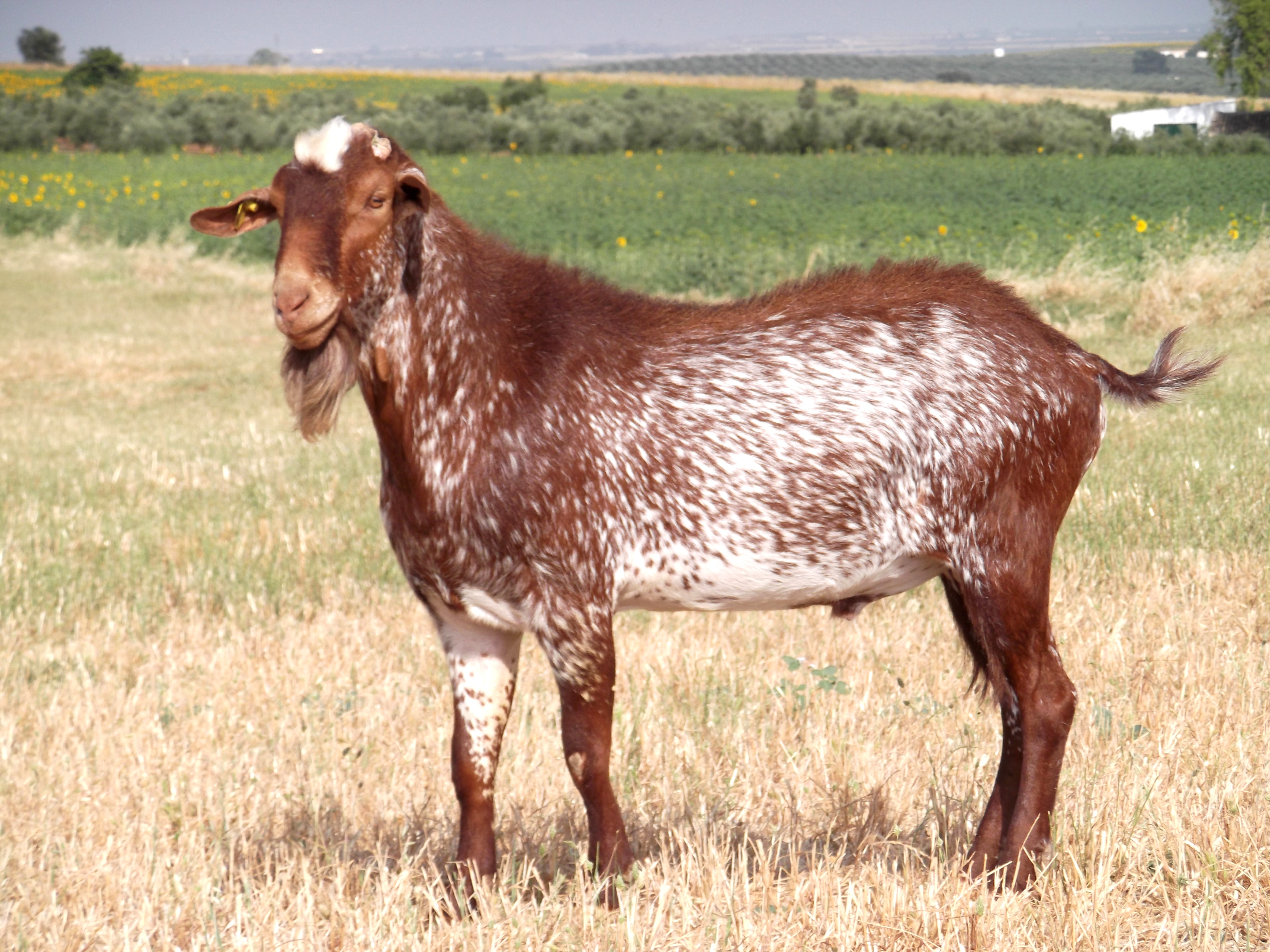 Autor: María Dolores López Fariña.<br/>Año: 2012.<br/>Sexo: Macho.<br/>Comentario: Semental con evaluación genética positiva para cantidad y calidad de leche, y semental con valoración genética positiva para caracteres morfológicos. Reproductor publicado en el III Catálogo de Sementales de la Raza Florida.<br/>Imagen facilitada por la Asociación Nacional de Criadores de ganado caprino de la raza Florida (ACRIFLOR).