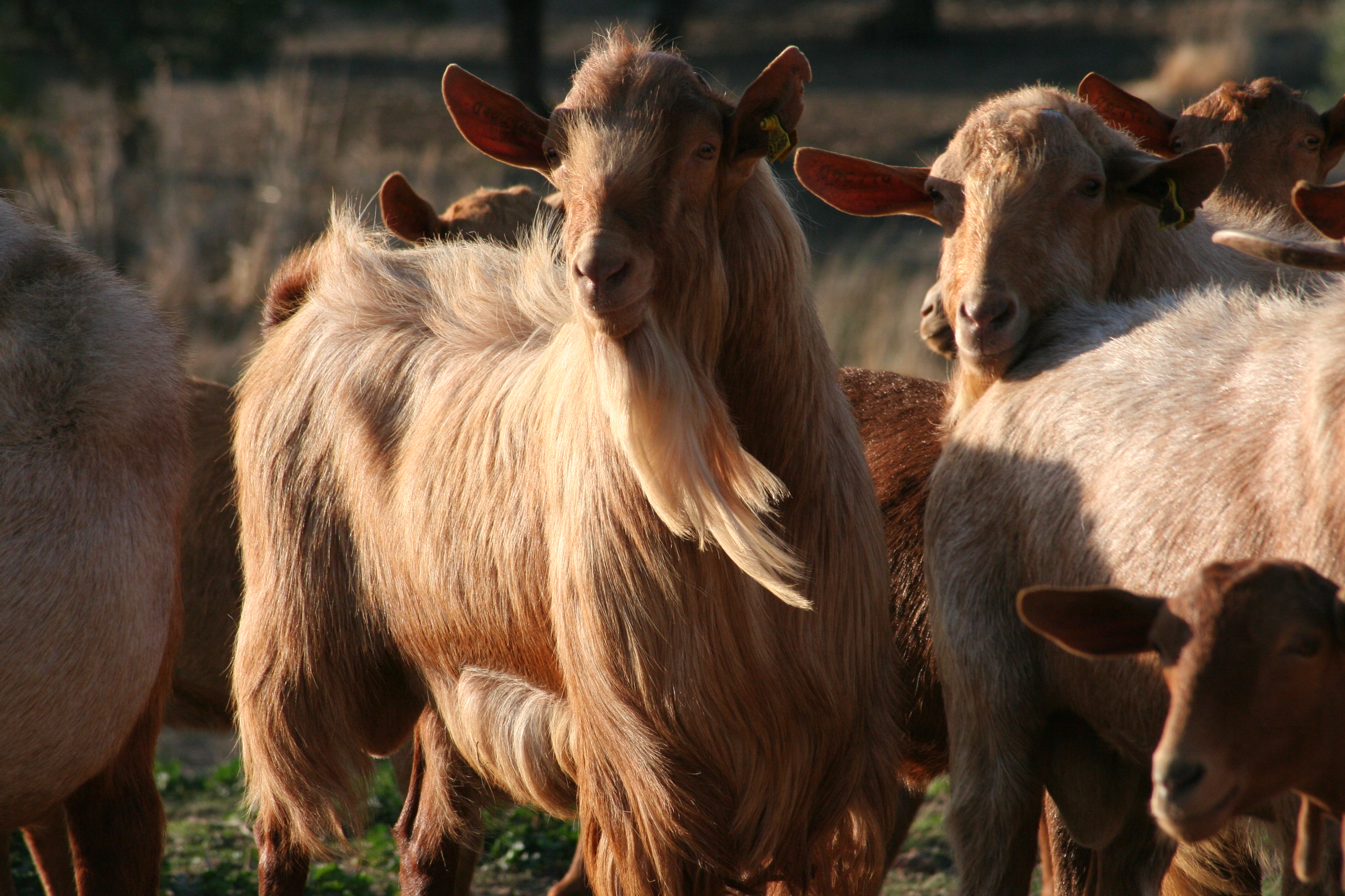 Autor: Elena García González.<br/>Año: 2009.<br/>Sexo: Macho.<br/>Imagen falicitada por la Asociación Española de Criadores de la Cabra Malagueña.