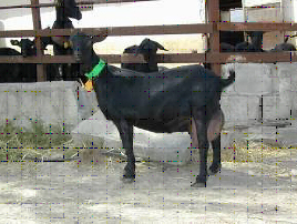Autor: Caprigran; <br/>Año: 2004; <br/>Sexo: Hembra; <br/>Comentario: Excelente ejemplar de la Ganadería de D. Emilio Vega Pérez, de Dehesas Viejas (Granada) 