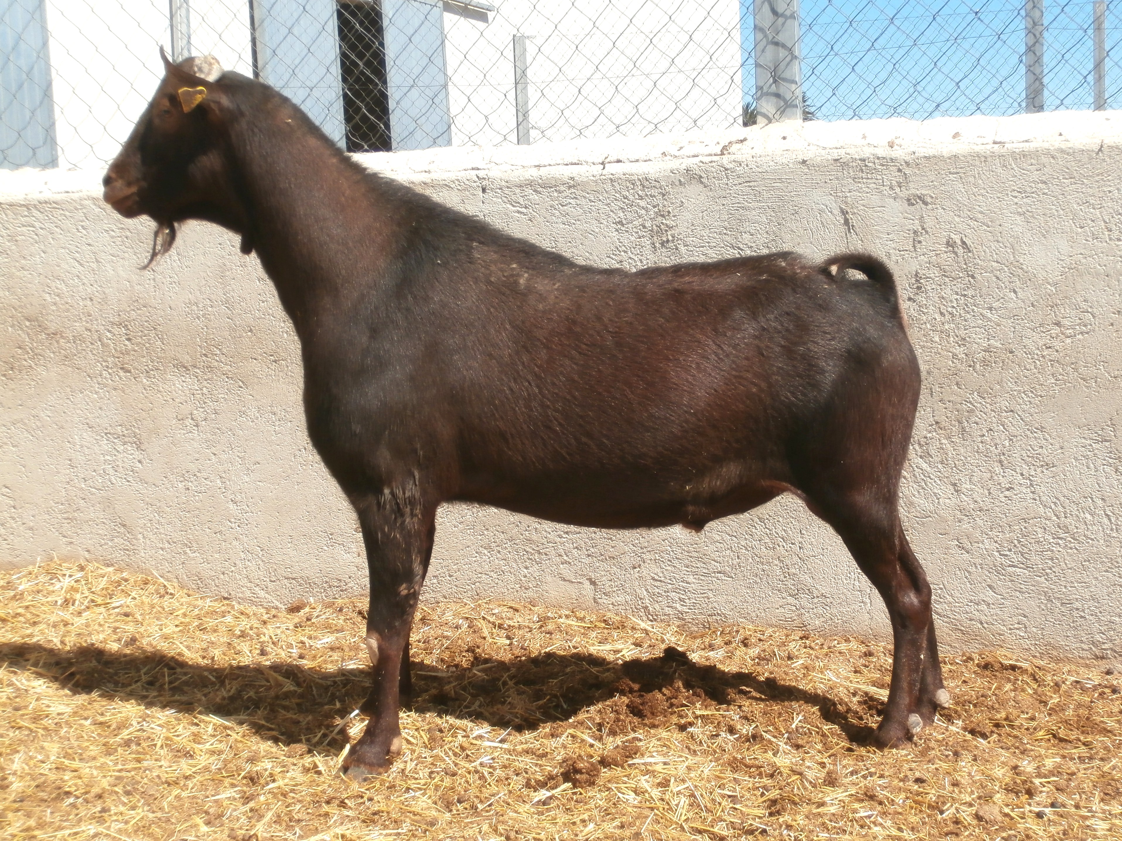 AUTOR: Salvador Ángel Lozano Palazón.<br/>AÑO: 2013.<br/>COMENTARIO: Macho de inseminación.<br/>Imagen facilitada por la ASOCIACIÓN ESPAÑOLA DE CRIADORES DE LA CABRA MURCIANO-GRANADINA (ACRIMUR). 