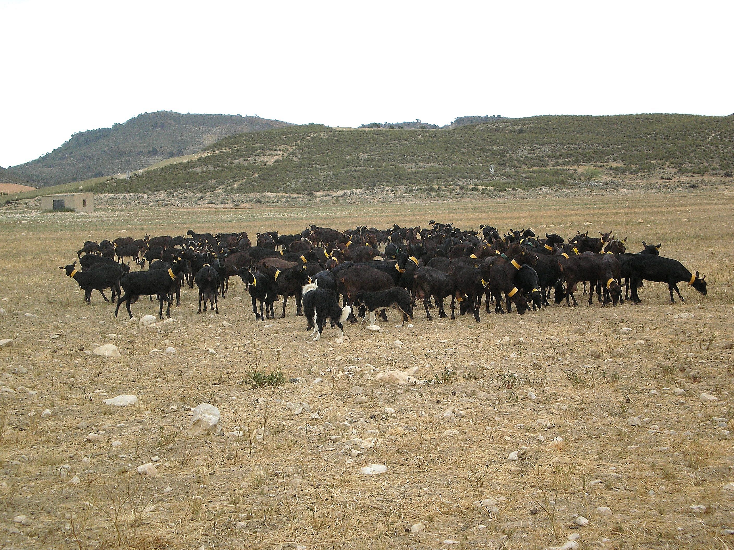 AUTOR: Salvador Ángel Lozano Palazón.<br/>AÑO: 2012.<br/>Comentario: Cabras preñadas de camino a los pastos.<br/>Imagen facilitada por la ASOCIACIÓN ESPAÑOLA DE CRIADORES DE LA CABRA MURCIANO-GRANADINA (ACRIMUR). 