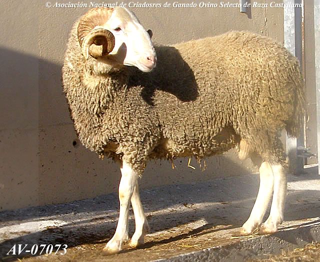 Autor: Mª Concepción Glez. Rodríguez<br/>Año: 2008.<br/>Sexo: Macho.<br/>Comentario: Macho de 2 años de edad, blanco, carnudo. Se aprecia perfectamente la conformación típica de la raza. De este semental sacamos el perfil del logotipo de ANCA. Toro, Centro OVIGEN. (Zamora).<br/>Imagen facilitada por la ASOCIACIÓN NACIONAL DE CRIADORES DE GANADO OVINO SELECTO DE RAZA CASTELLANA (ANCA).