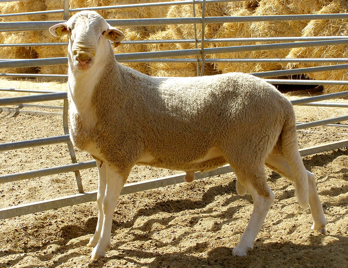 Autor: Mª Concepción Glez. Rodríguez.<br/>Año: 2013.<br/>Sexo: Macho.<br/>Comentario: Semental de 2 años de edad, variedad blanca, acorne. Toro. Centro OVIGEN. (Zamora).<br/>Imagen facilitada por la ASOCIACIÓN NACIONAL DE CRIADORES DE GANADO OVINO SELECTO DE RAZA CASTELLANA (ANCA).