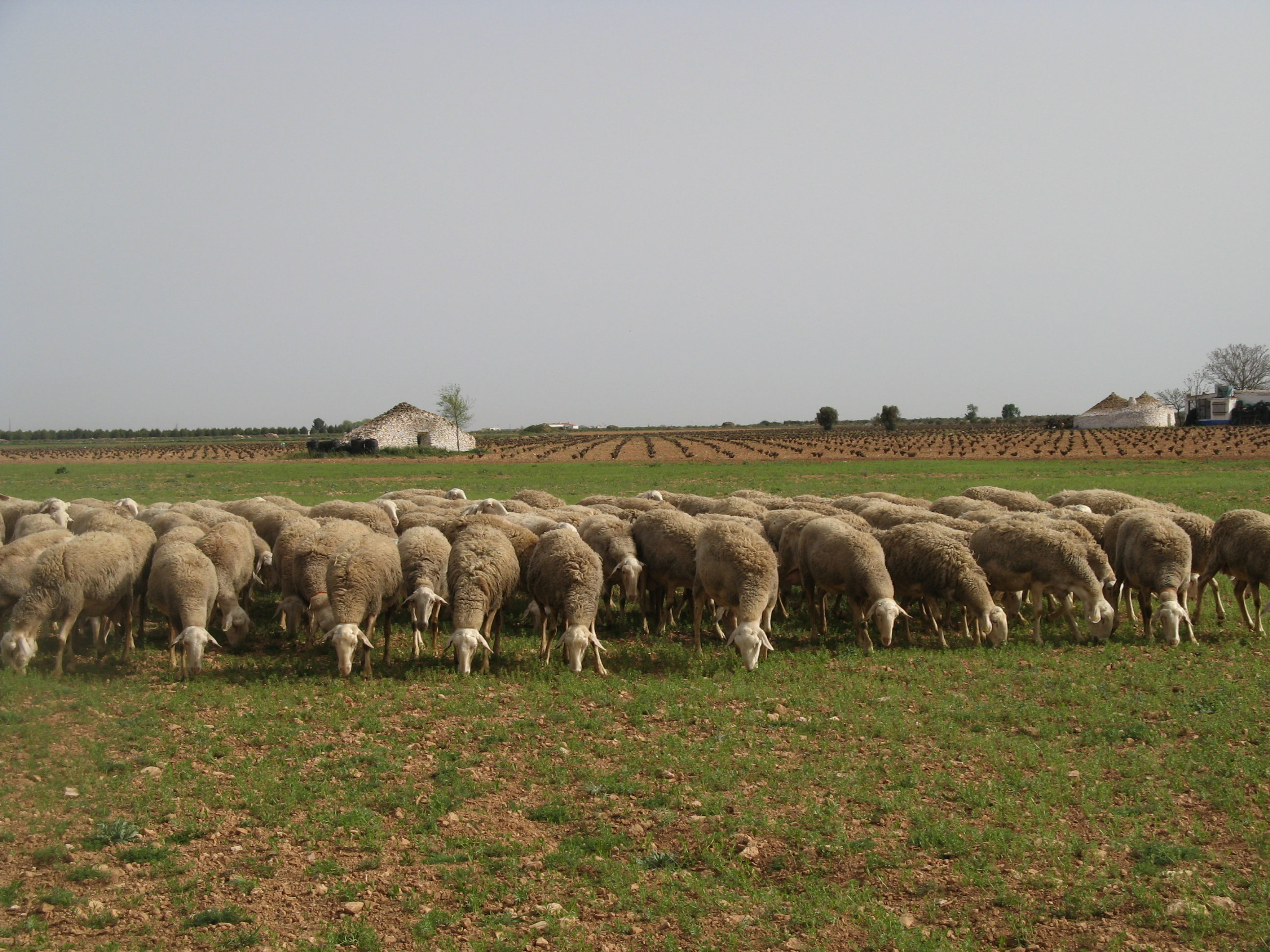 Autor: Asociación Nacional de Criadores de Ganado Ovino Selecto de raza Manchega (AGRAMA).<br/>Año: 2008.<br/>Comentarios: Rebaño en medio natural.