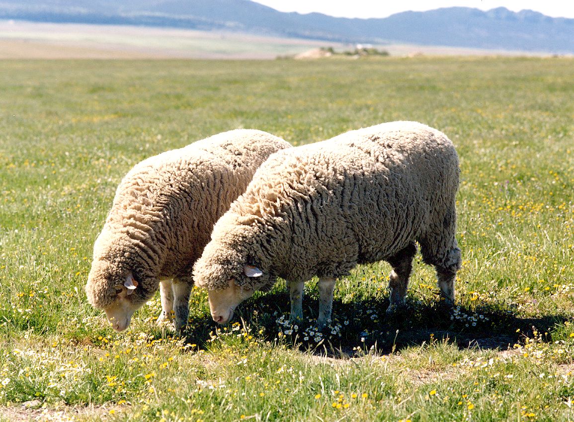 Imagen facilitada por la ASOCIACIÓN NACIONAL DE CRIADORES DE GANADO MERINO.<br/>Sexo: Hembras.<br/>