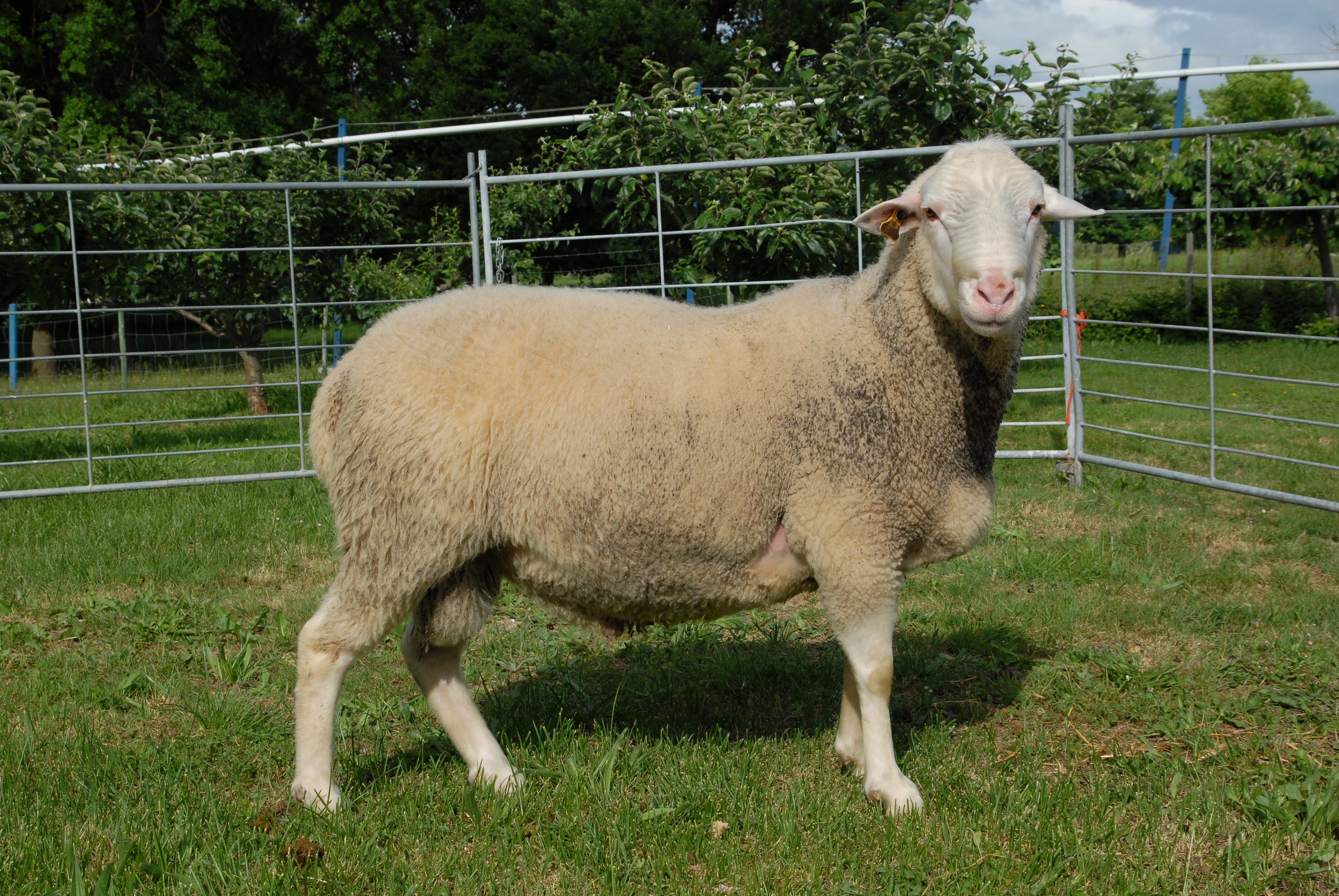 Autor: Amaia Rodrigo.<br/>Año: 2009.<br/>Sexo: Macho.<br/>Comentario: Macho de raza Navarra del Centro de Inseminación.<br/>Imagen facilitada por la ASOCIACION DE CRIADORES Y SELECCIONADORES DE OVINO DE RAZA NAVARRA (ARANA).