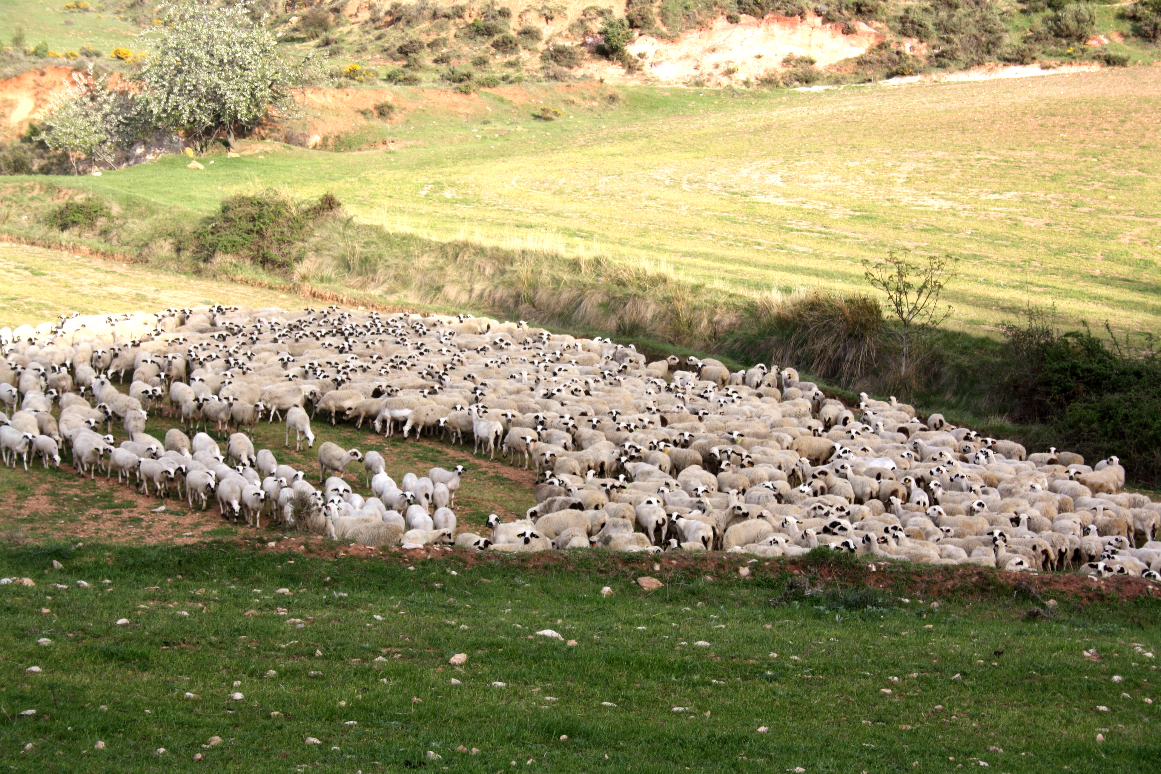 Autor: Joaquín Soler.<br/>Año: 2013.<br/>Rebaño pastando.<br/>Imagen facilitada por la ASOCIACIÓN DE GANADEROS DE RAZA OJINEGRA DE TERUEL (AGROJI).