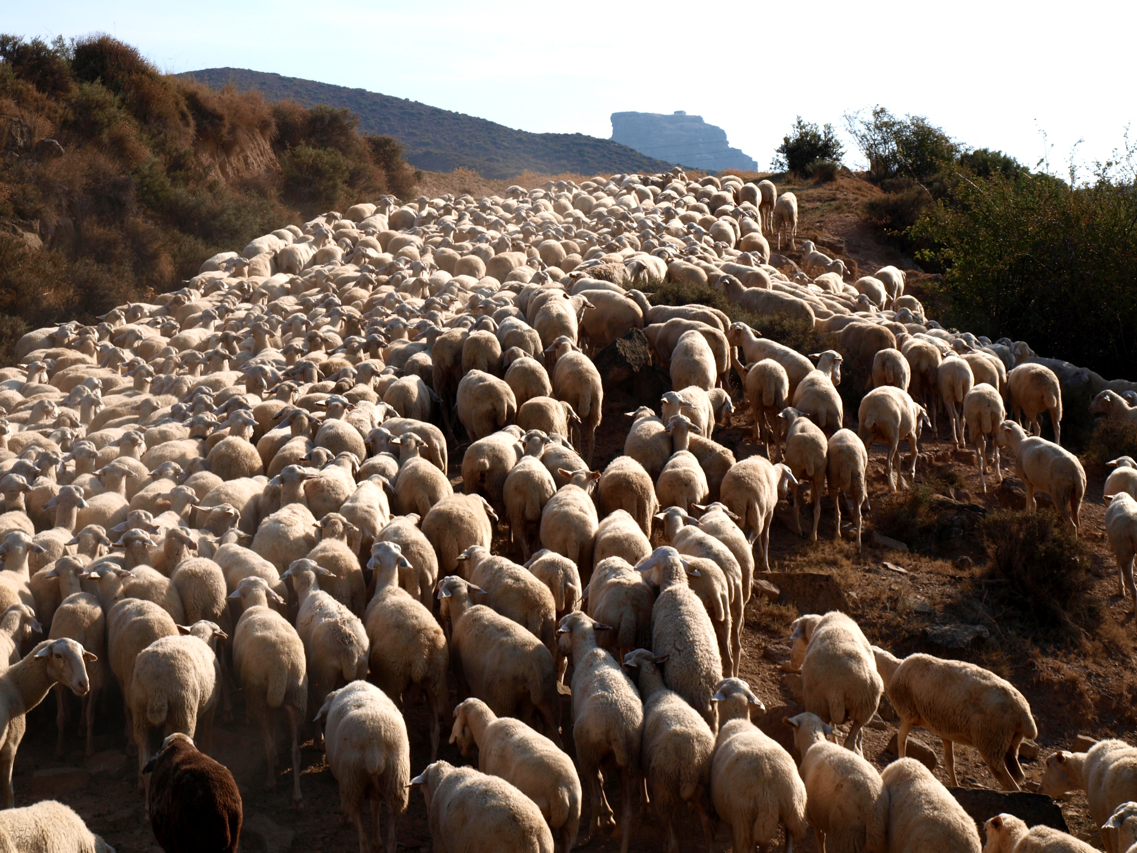 Autor: Ángel Manuel Macias Lacarta<br/>Año: 2011.<br/>Rebaño hacia el Salto de Roldan (Huesca).<br/>Imagen facilitada por la Asociación Nacional de Criadores de ganado Ovino Selecto de Raza Rasa Aragonesa (ANGRA).