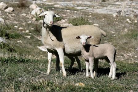 Autor: Juan Antonio Martín<br/>Año: 2009<br/>Sexo: Hembra<br/>Comentario: La fotografía se realizó en la finca " Los Morales", del término municipal de Huéscar (Granada). En ella aparece una oveja segureña con sus dos crías. Postura agresiva en defensa de sus crias.