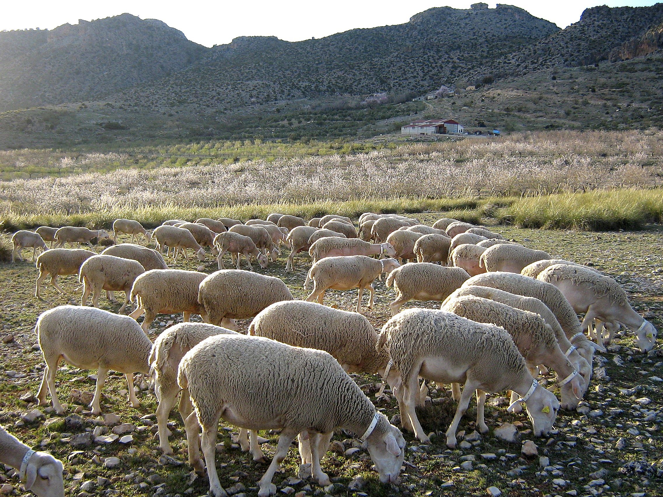 Autor: Pedro Sánchez Gömez. <br/>Comentario: Ovejas de raza segureña aprovechando los escasos pastos que proporciona el medio natural donde se cría, propios del sureste español.<br/>Imagen facilitada por la ASOCIACIÓN NACIONAL DE CRIADORES DE OVINO SEGUREÑO (ANCOS).