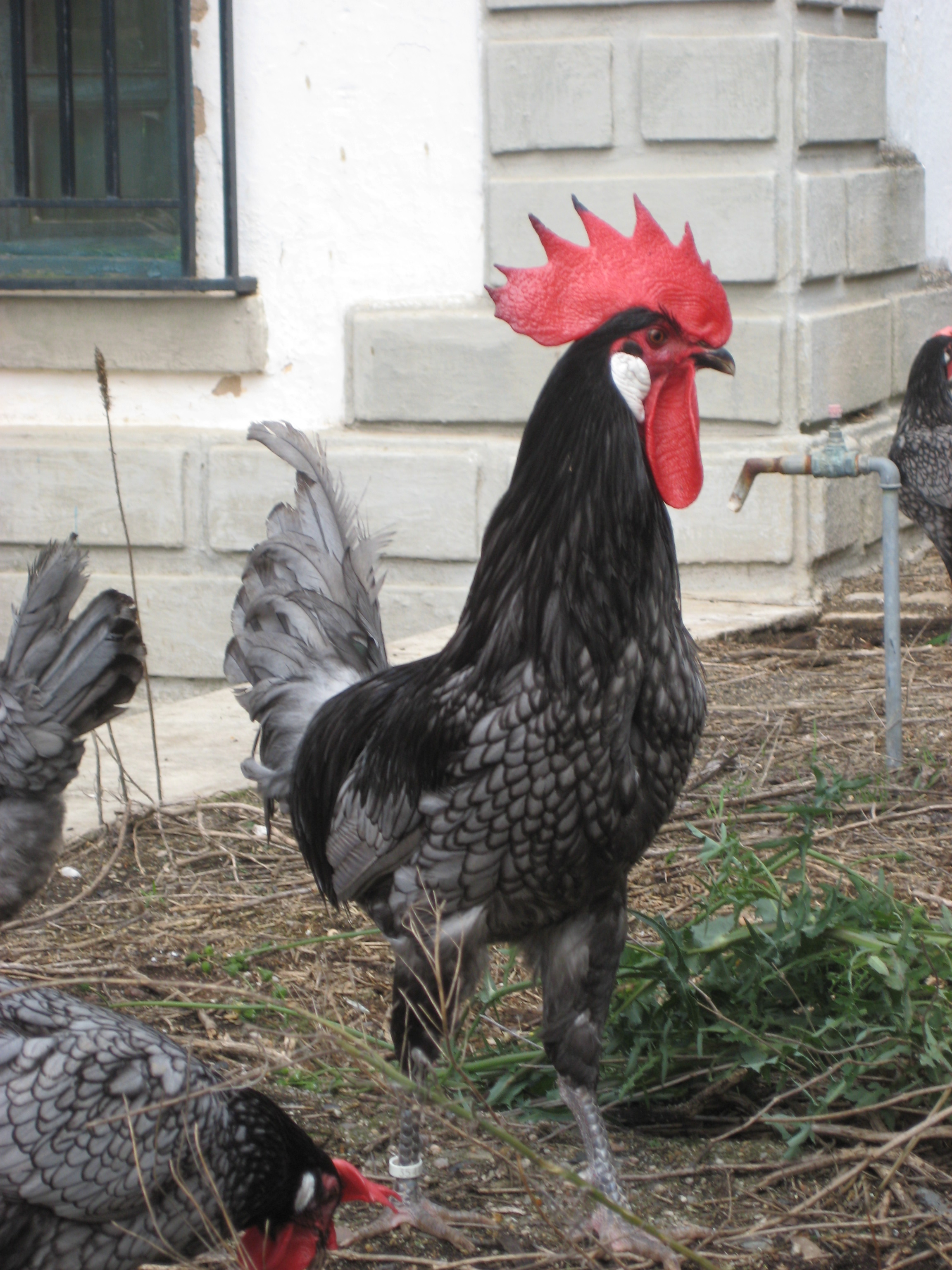 Imagen facilitada por la Asociación Española de Criadores de Gallinas de Raza Andaluza Azul;<br/>Sexo: Macho<br/>