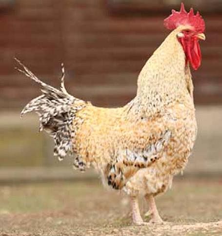 Imagen facilitada por el Instituto Nacional de Investigación y Tecnología Agraria y Alimentaria (INIA).<br/>Fuente: “Razas españolas de gallinas. El programa de conservación del INIA (1975- 2010)”.<br/>Sexo: macho.