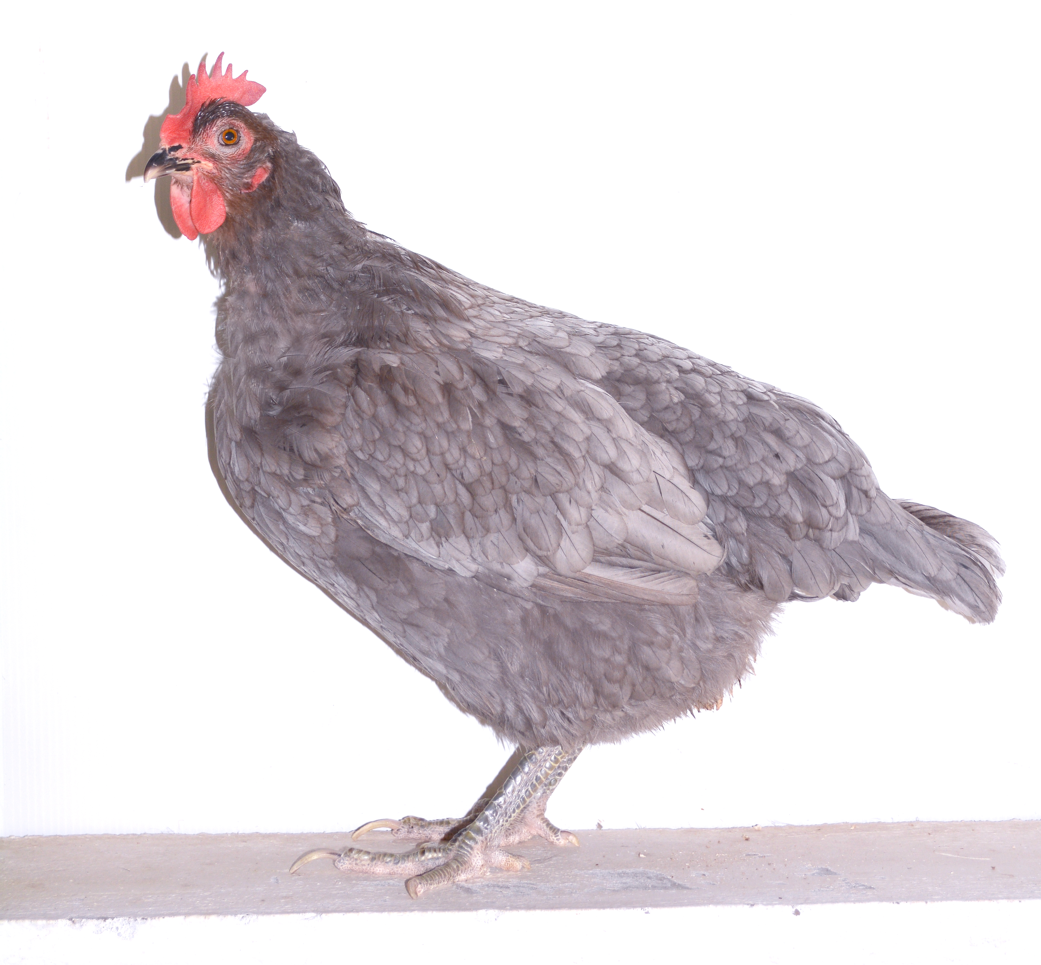 Imagen facilitada por la Asociación Española de Criadores de Gallinas de Raza Andaluza Azul;<br/>Sexo: Macho<br/>
