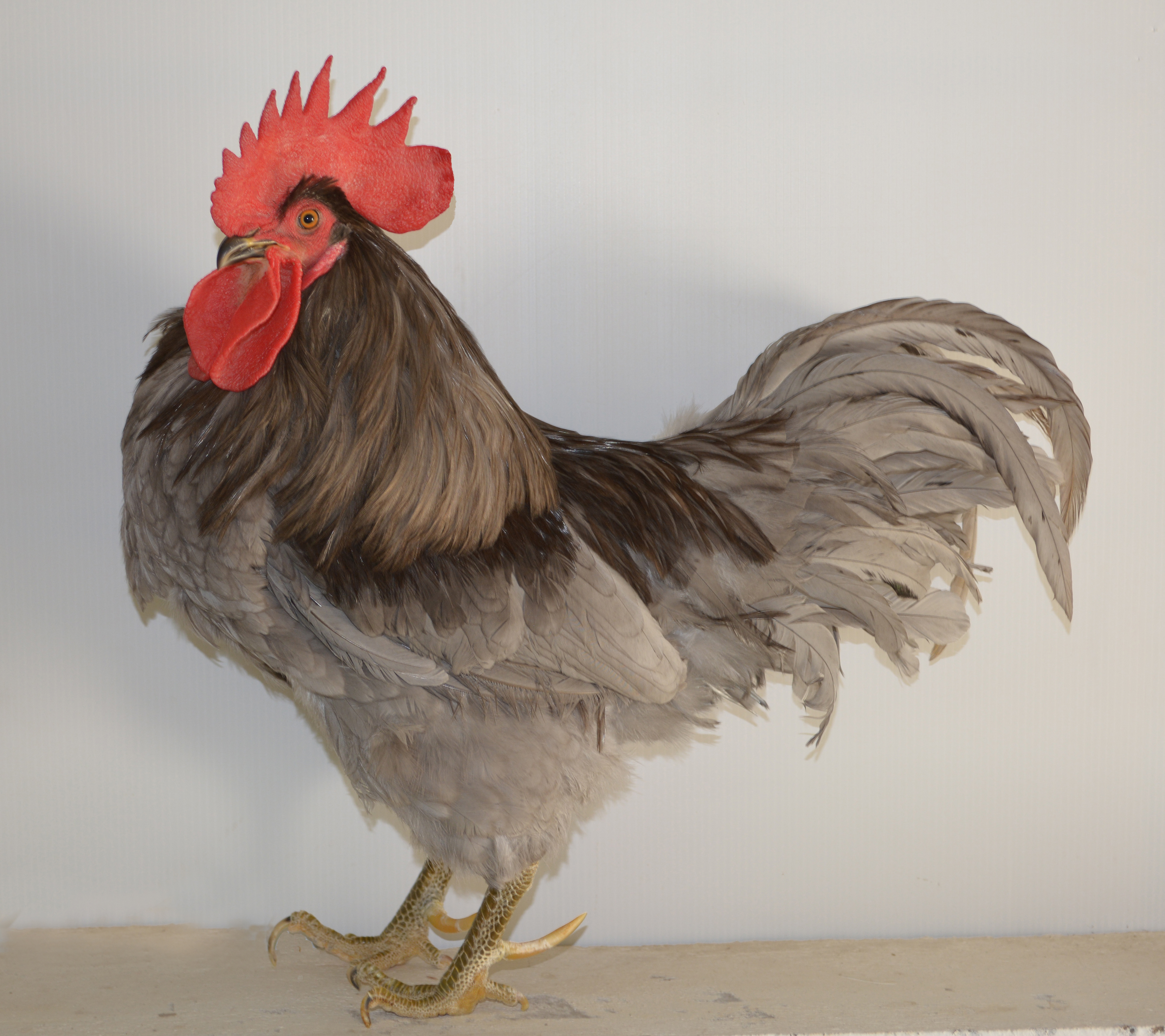 Imagen facilitada por el Instituto Nacional de Investigación y Tecnología Agraria y Alimentaria (INIA).<br/>Fuente: “Razas españolas de gallinas. El programa de conservación del INIA (1975- 2010)”.<br/>Sexo: hembra.