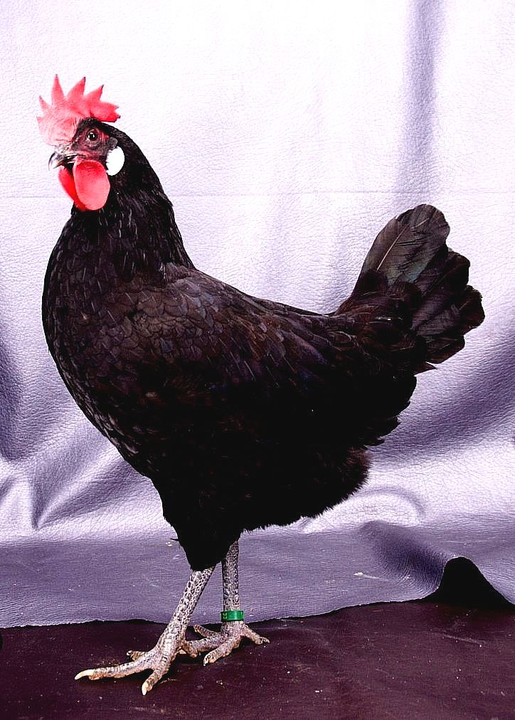 Autor: Teodoro Moreno Rosell.<br/>Año: 2009-2013.<br/>Sexo: hembra.<br/>Imagen facilitada por la Asociación Nacional de Criadores de Gallinas Selectas de Pura Raza Castellana.