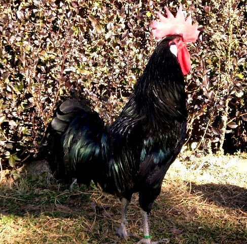 Autor: Teodoro Moreno Rosell.<br/>Año: 2009-2013.<br/>Sexo: Macho<br/>Imagen facilitada por la Asociación Nacional de Criadores de Gallinas Selectas de Pura Raza Castellana.