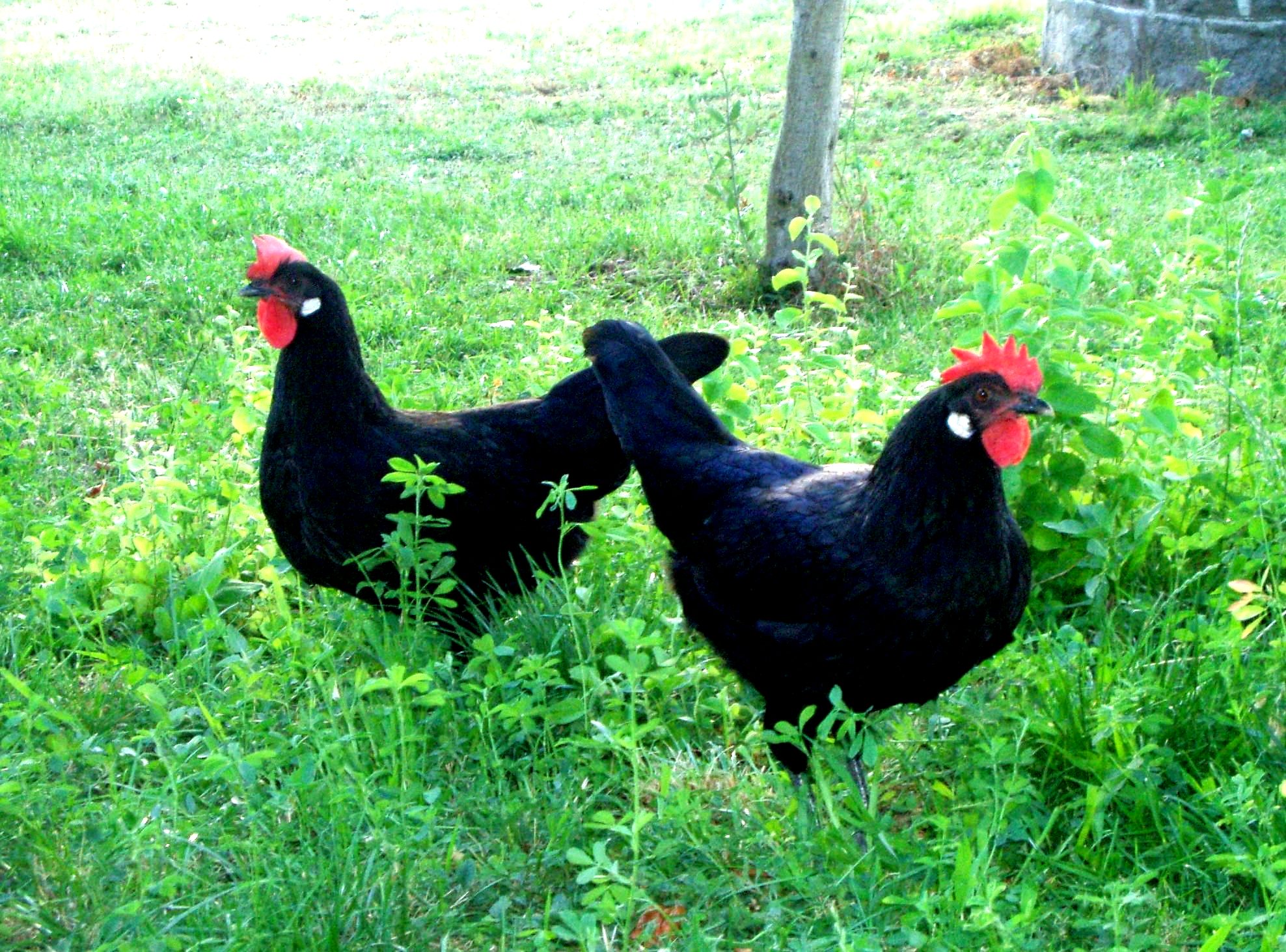 Autor: Teodoro Moreno Rosell.<br/>Año: 2009-2013.<br/>Sexo: Hembras.<br/>Imagen facilitada por la Asociación Nacional de Criadores de Gallinas Selectas de Pura Raza Castellana.