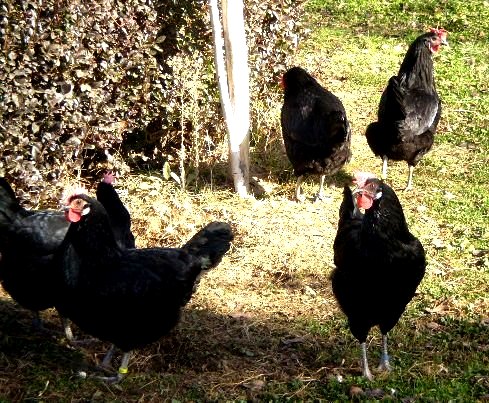Autor: Teodoro Moreno Rosell.<br/>Año: 2009-2013.<br/>Sexo: grupo de hembras.<br/>Imagen facilitada por la Asociación Nacional de Criadores de Gallinas Selectas de Pura Raza Castellana.