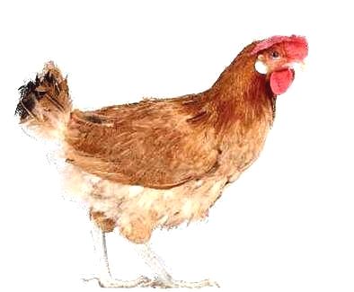 Imagen facilitada por el Instituto Nacional de Investigación y Tecnología Agraria y Alimentaria (INIA).<br/>Fuente: “Razas españolas de gallinas. El programa de conservación del INIA (1975- 2010)”.<br/>Sexo: hembra.