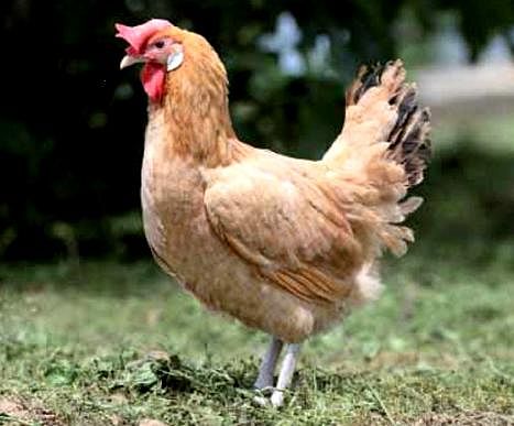 Imagen facilitada por el Instituto Nacional de Investigación y Tecnología Agraria y Alimentaria (INIA).<br/>Fuente: “Razas españolas de gallinas. El programa de conservación del INIA (1975- 2010)”.<br/>Sexo: hembra.