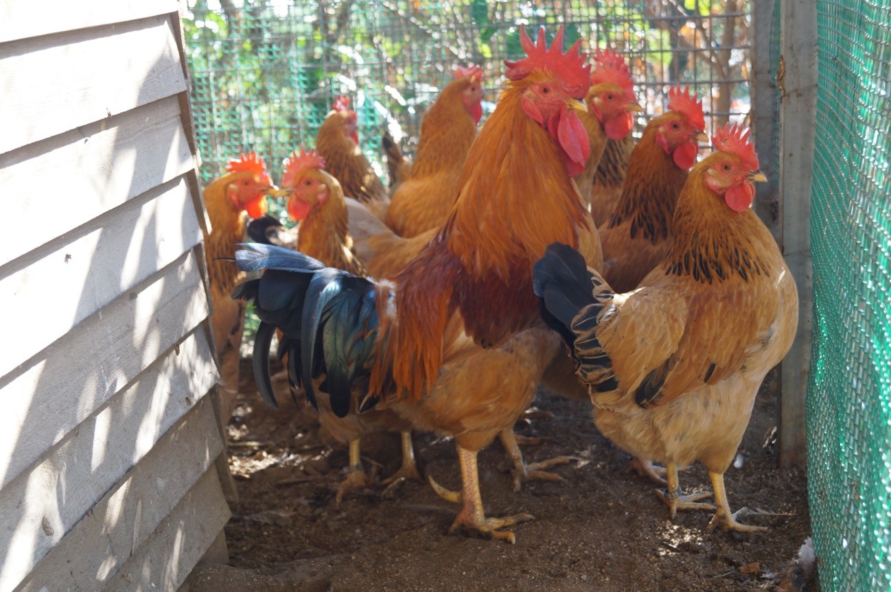 Autor foto: Jaume Berenguer i Boix. Lote de macho con hembras variedad Rubia.