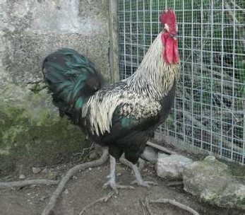 Sexo: Macho; <br/>Comentario: El gallo en general es negro de pecho, muslos, cola, grandes coberteras y espejo del ala. La esclavina, el cuello, la silla y los caireles, son plateados. La gallina tiene el plumaje negro y muchas veces con briznas plateadas en el cuello