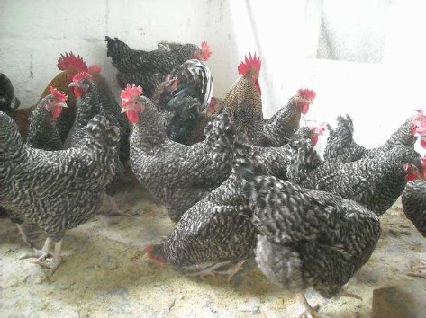 Sexo: Hembra<br/>Comentario: En las gallinas negras barradas las franjas de rojo dorado se reducen a la zona del cuello. Los tarsos son blancos, pero pueden presentar alguna mancha de color gris pizarra. El gallo presenta franjas alternadas entre gris oscuro y gris muy claro.