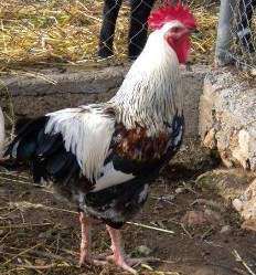 Sexo: Macho<br/>Comentario: En la variedad trigueña plateada el gallo tiene la capa plateada y el pecho negro. El espejo del ala es blanco. La gallina tiene negro en el cuello y un contraste de crema muy claro en el pecho y dorso asalmonado