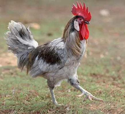Imagen facilitada por el Instituto Nacional de Investigación y Tecnología Agraria y Alimentaria (INIA).<br/>Fuente: “Razas españolas de gallinas. El programa de conservación del INIA (1975- 2010)”.<br/>Sexo: Macho.