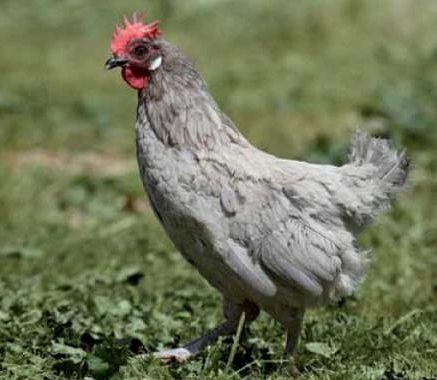 Imagen facilitada por el Instituto Nacional de Investigación y Tecnología Agraria y Alimentaria (INIA).<br/>Fuente: “Razas españolas de gallinas. El programa de conservación del INIA (1975- 2010)”.<br/>Sexo: hembra.